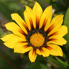 photo "Look at me"