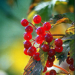 photo "Viburnum red"