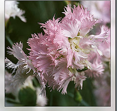 photo "Dianthus"