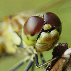 photo "Unshaven, with protruding eyes he constantly sat n"