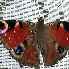 photo "The butterfly " the peacock eye ""