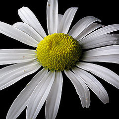 photo "Daisy"