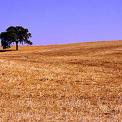 фото "Alentejo - Portugal"