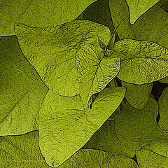 фото "Green Leafs.....for Sandra Battagila"