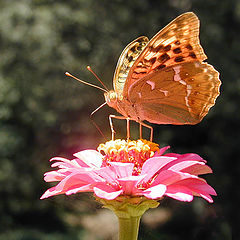 photo "Butterfly Again!"