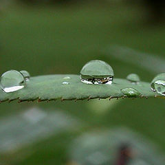 photo "Summer rain *2*"