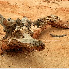 фото "A crocodile on the beach"