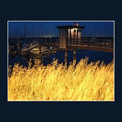 фото "Tall Grasses at Night"