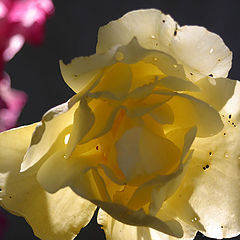 фото "Little holes on a yellow rose"