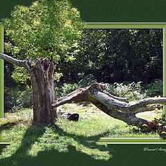 photo "Dead Tree"