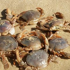 photo "Crabs meeting"