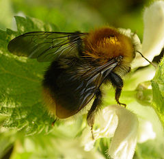 photo "The shaggy worker"