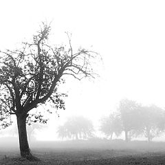 photo "Misty morning"