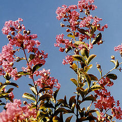 photo "Lagerstroemia Indica"