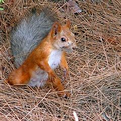 photo "Sciurus ERECTUS (Erect Squirrel)"