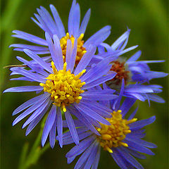 photo "Marsh`s Cinderellas"