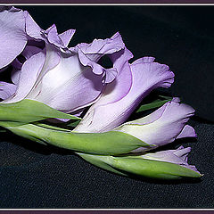 photo "Lilac..."
