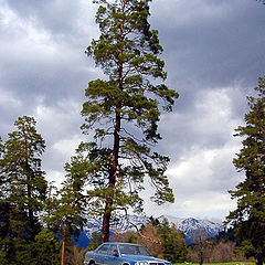 photo ""Bastard" under a pine"