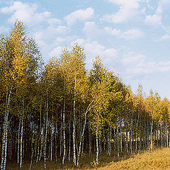 фото "Придорожное"