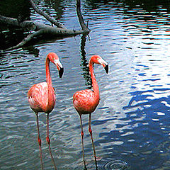 photo "Flamingo"