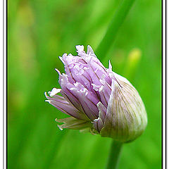 фото "Chive"