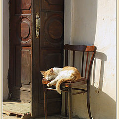 photo "Basking in the sun..."