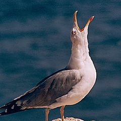 photo "Seagull"