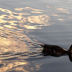 photo "Romantic duck"