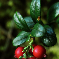 photo "Vaccinium vitis-idaea"