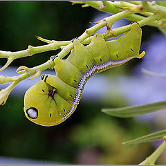 photo "In a hurry for the lunch"