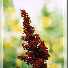 photo "Astilbe"