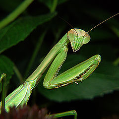 фото "Praying Mantis"