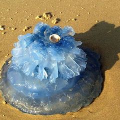 photo "Jellyfish"