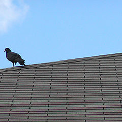 photo "Pigeon On The Roof"