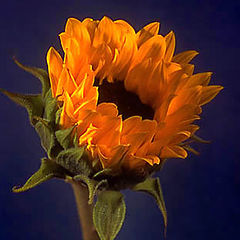 фото "Sunflower"