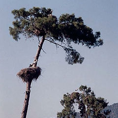 photo "storks"