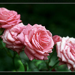 photo "simple rose"