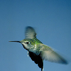 photo "Hummingbird....in flight"