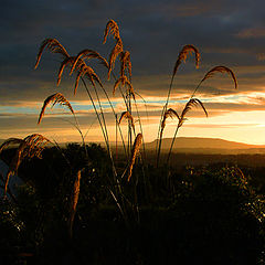 photo "Pampass Gold"