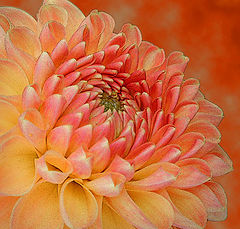 фото "Pink & Yellow Dahlia"