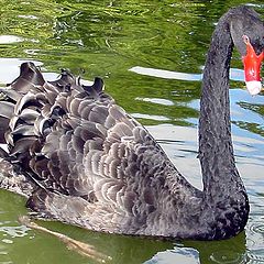 photo "Uncombed Swan ..."