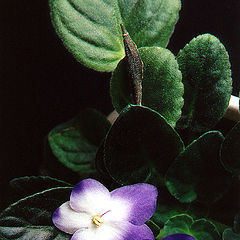 photo "violets #01"