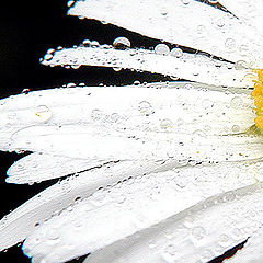 photo "Drops"