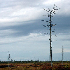 photo "Siberian steppe"