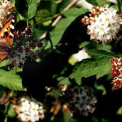 photo "butterfly"