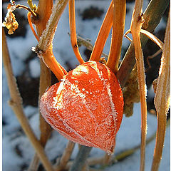 фото "A frosted Chinese Lantern"