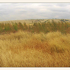 photo "The Steppe. The Hemp."