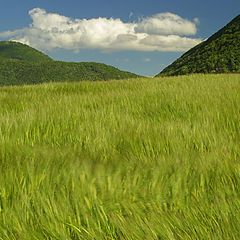 фото "Windy wheat field in Drome (F)"