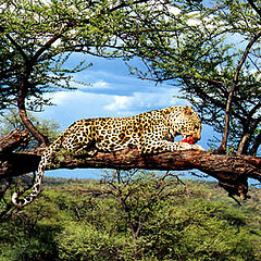 photo "Eating Leopard"