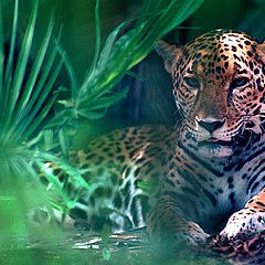 фото "Jaguar"